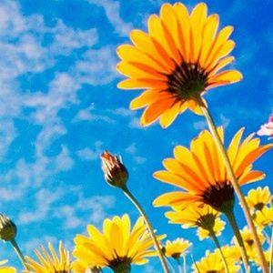 Meet your Posher, Millie